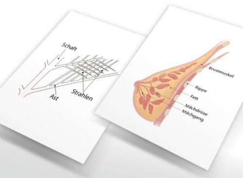 Biologie Schülerbuch "Begegnungen mit der Natur 1"