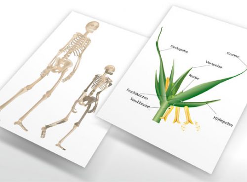 Grafiken zum Biologie-Band "Begegnungen mit der Natur 3"