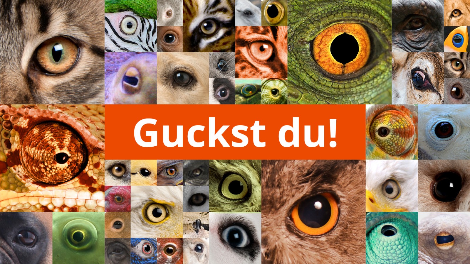 Guckst du? Einladung zum Bewerber-Nachmittag am 27.01.2023, 14 bis 16 Uhr