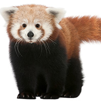 der Pandastische