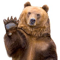 der Web Develobär