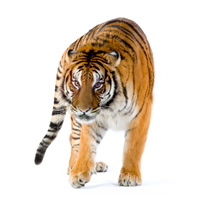 die PrakTigerin
