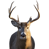 der UI/UX-Deersigner